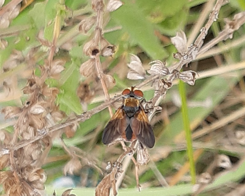 Phasiinae