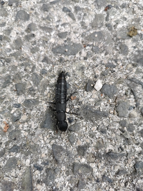 Ocypus