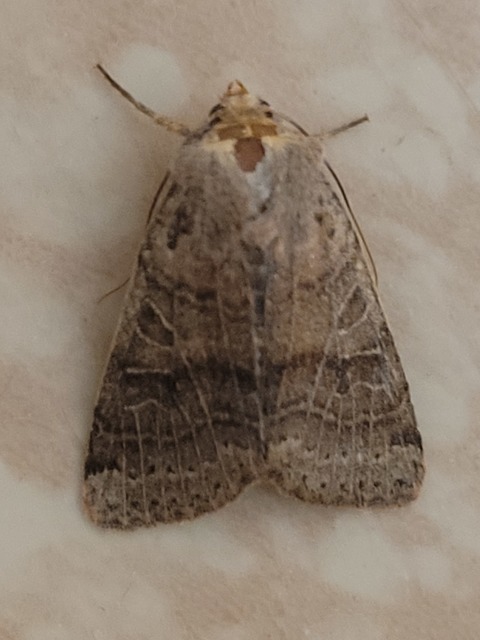 Anchoscelis nitida - rozsdabarna őszibagoly
