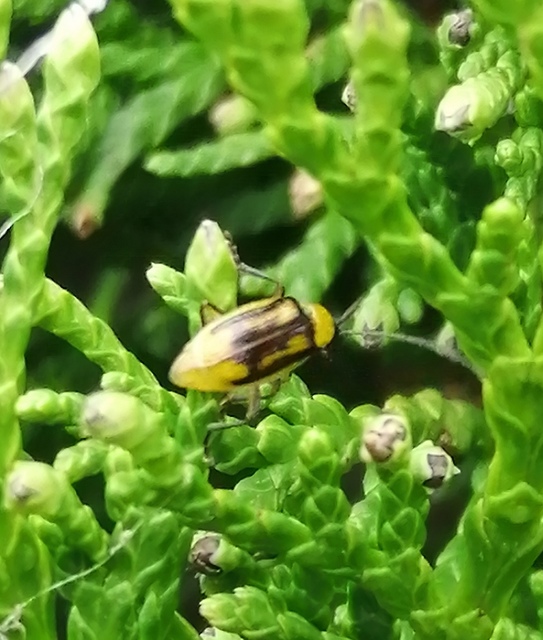 Diabrotica virgifera - amerikai kukoricabogár