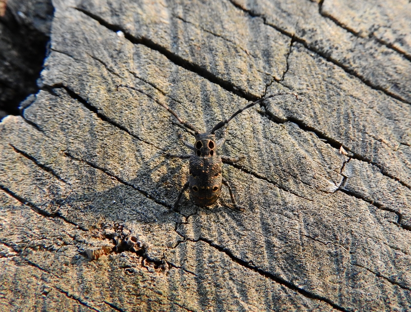 Mesosa curculionoides - szemfoltos cincér
