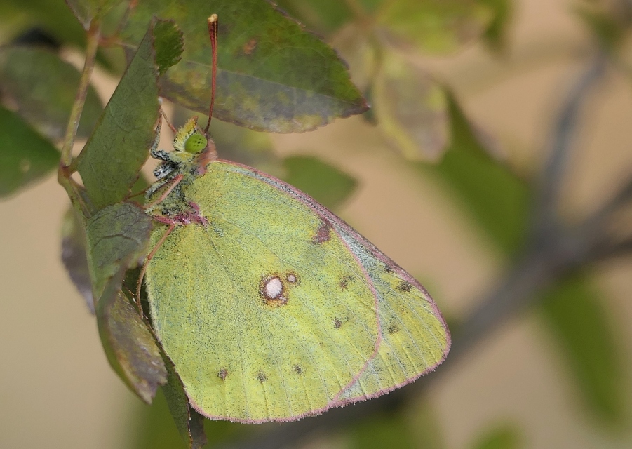 Colias alfacariensis - déli kéneslepke