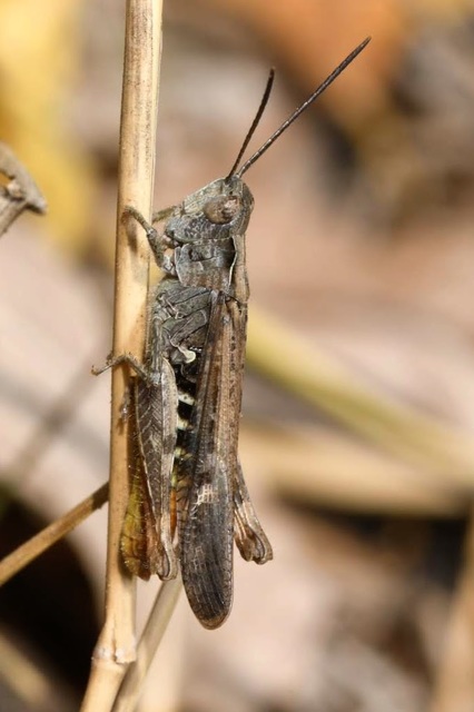 Chorthippus brunneus - közönséges tarlósáska