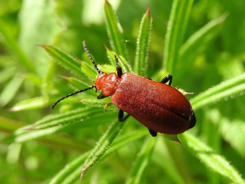 Pyrochroa serraticornis - közép-bíborbogár