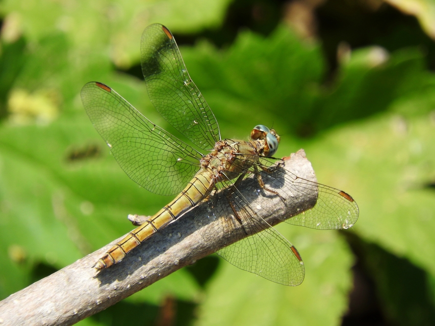 Orthetrum coerulescens - karcsú pásztorszitakötő