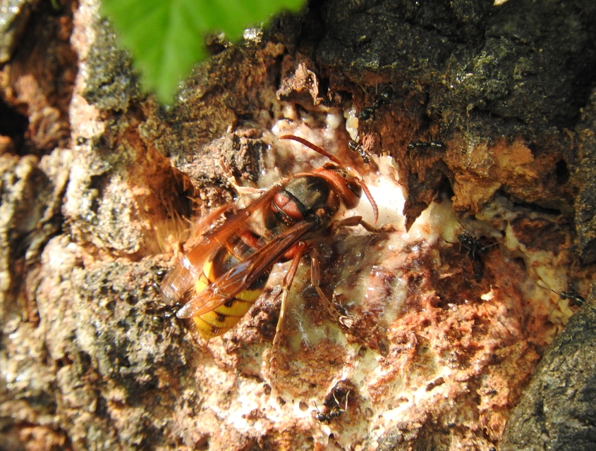 Vespa crabro - lódarázs