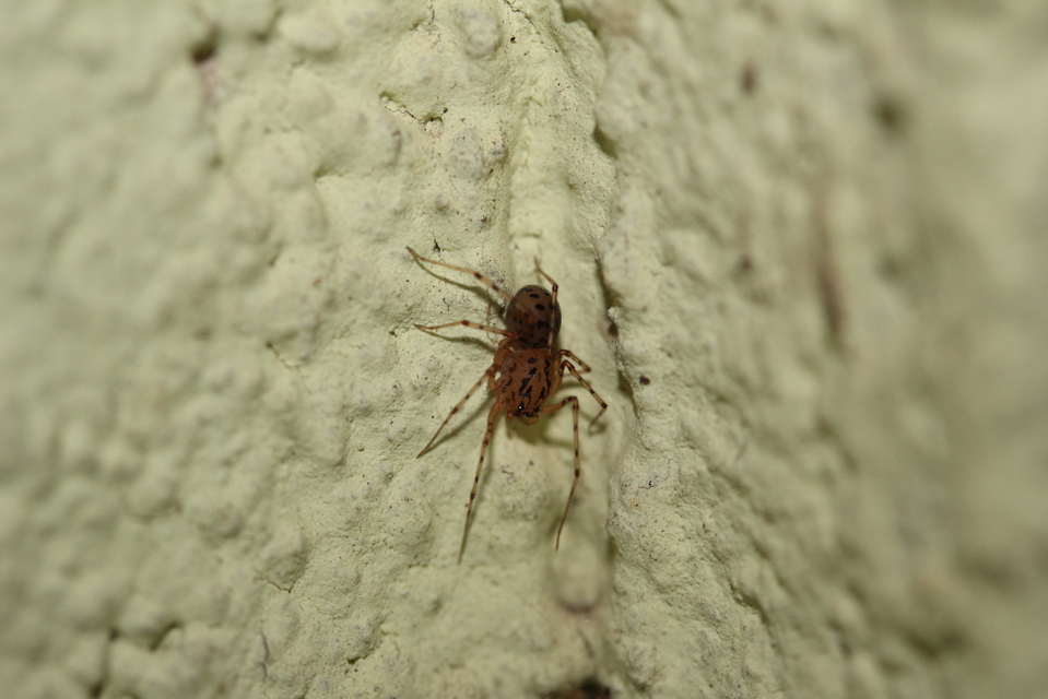 Scytodes thoracica - közönséges csupaszpók