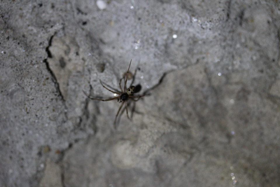Steatoda triangulosa - háromszöges faggyúpók