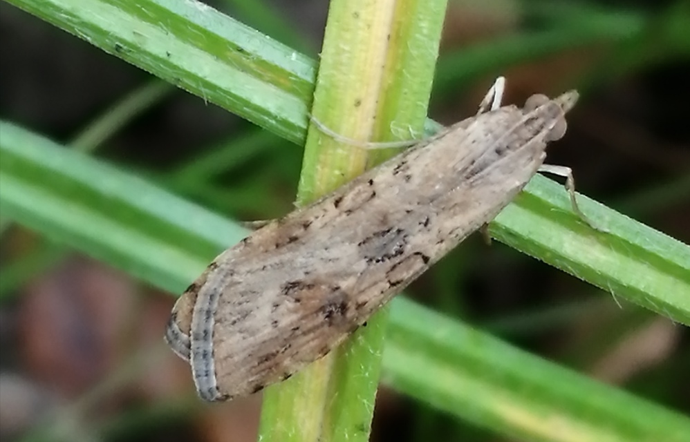 Nomophila noctuella - közönséges vándormoly