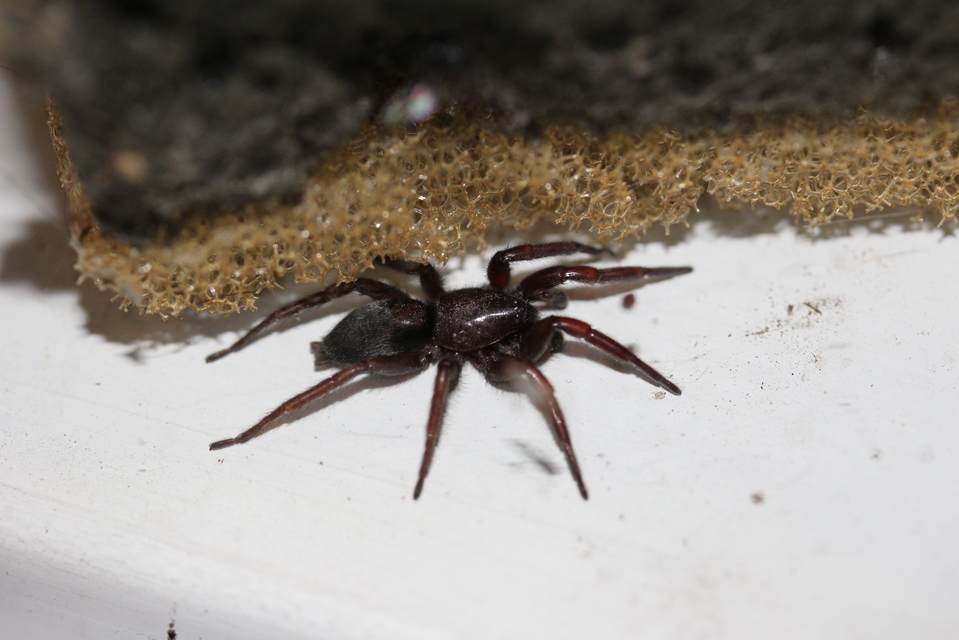 Scotophaeus