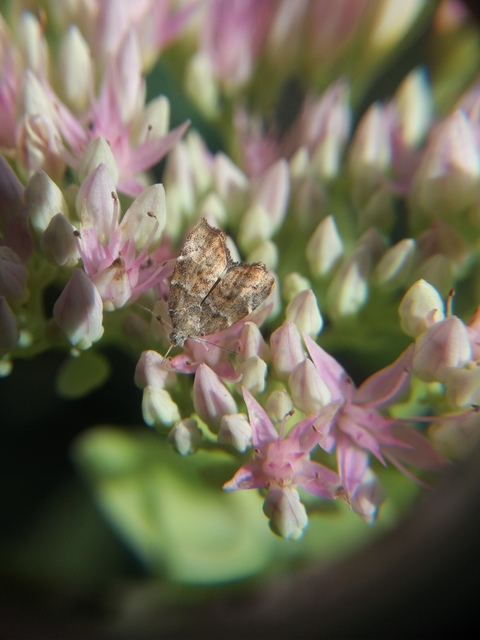 Choreutis nemorana - füge-levélmoly