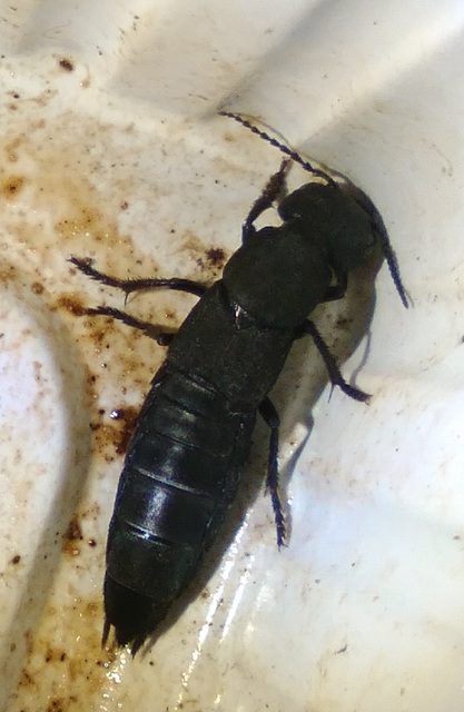 Ocypus