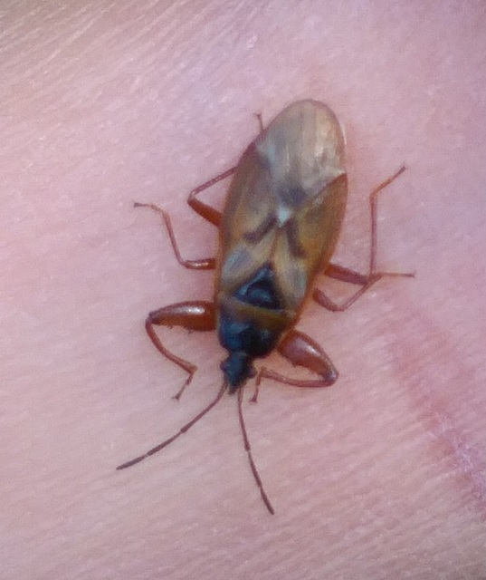 Gastrodes abietum - lapos fenyőbodobács