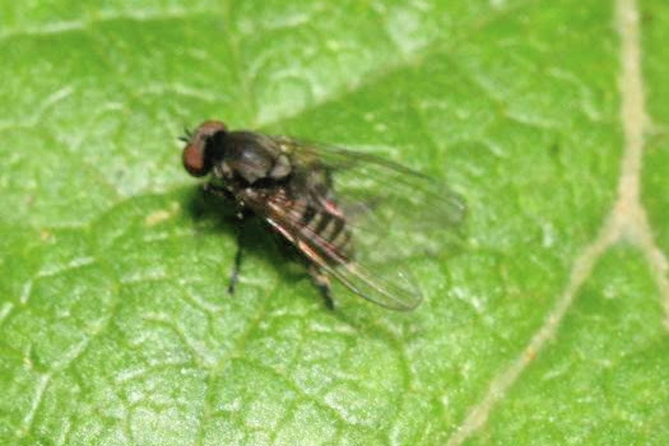 Platypezidae - kormoslegyek