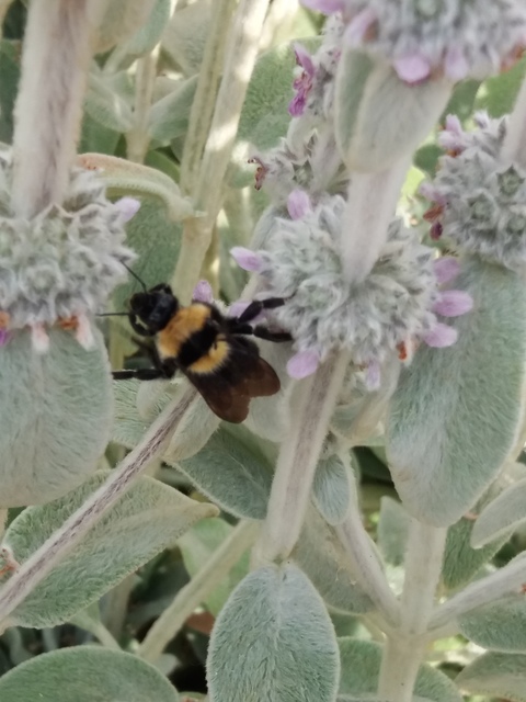 Bombus argillaceus - délvidéki poszméh