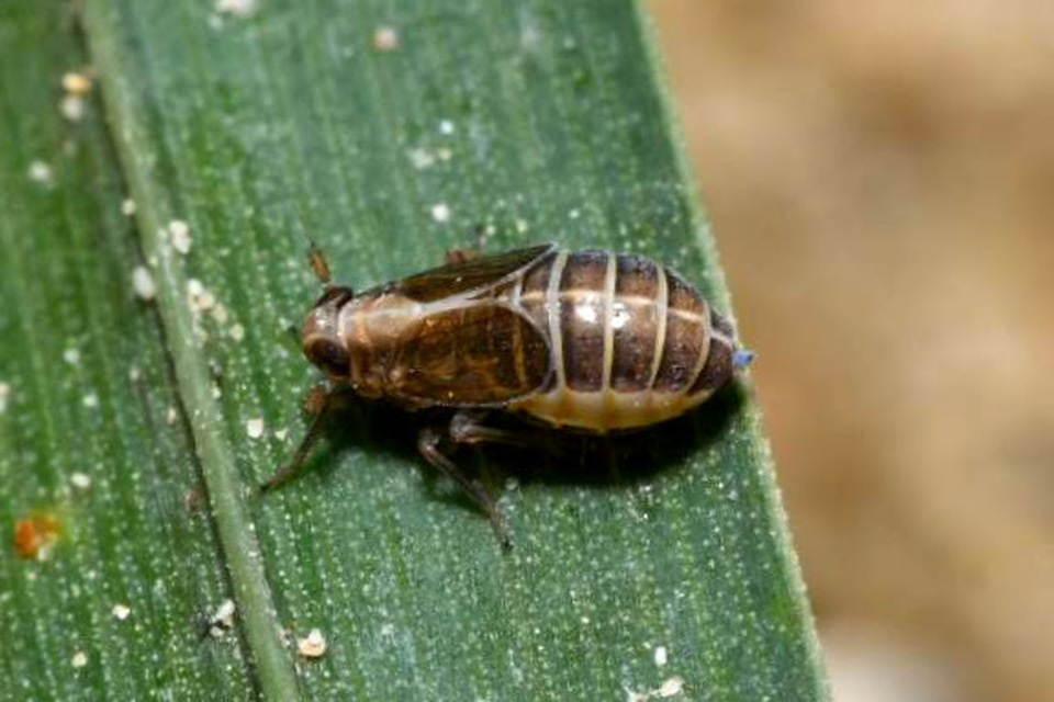 Delphacidae - sarkantyús kabócák