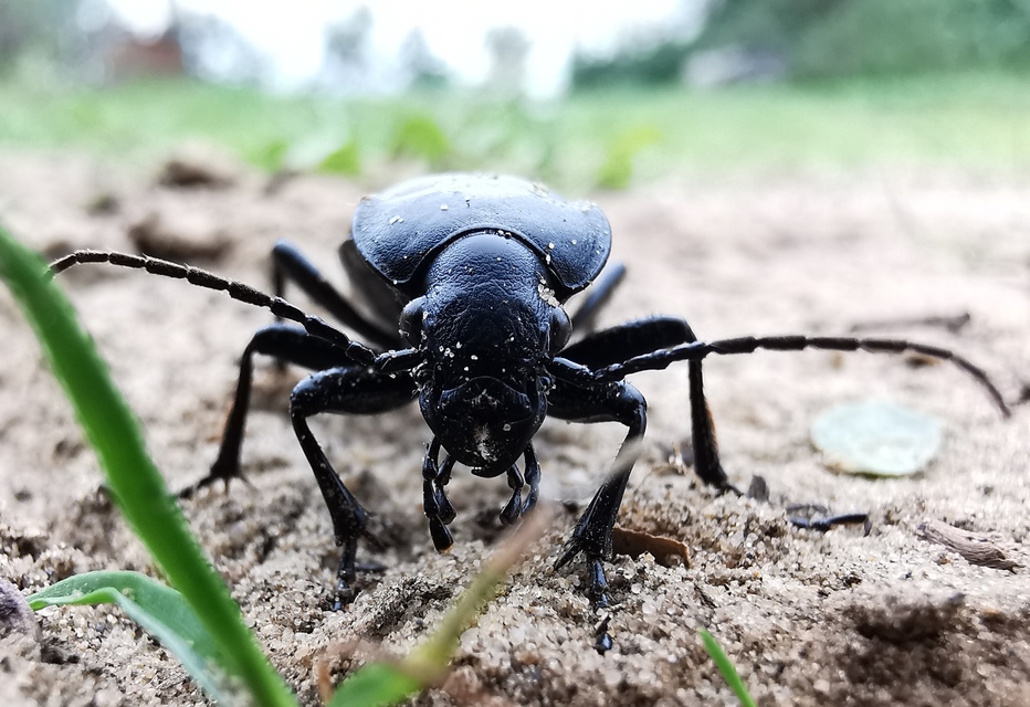 Carabus hungaricus - magyar futrinka