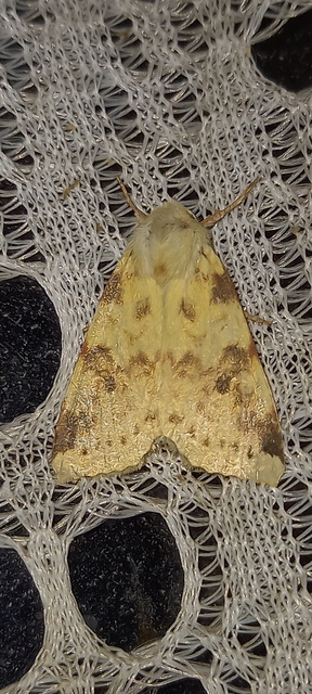 Cirrhia icteritia - nyárfa-sárgabagoly