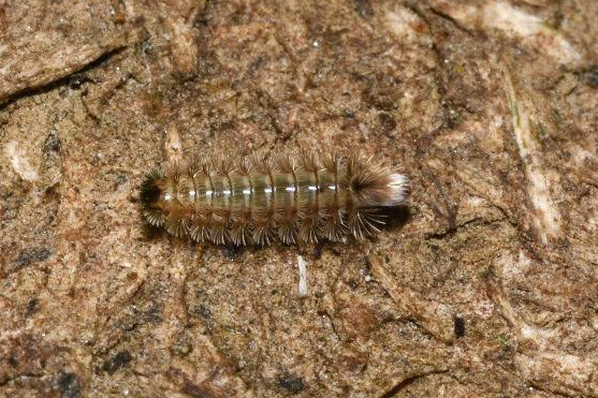 Polyxenus lagurus