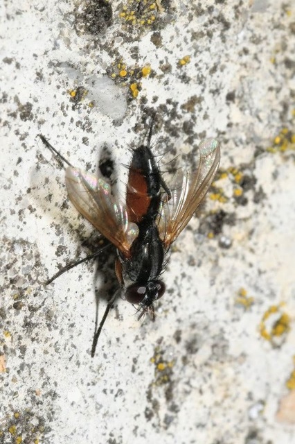 Mintho rufiventris