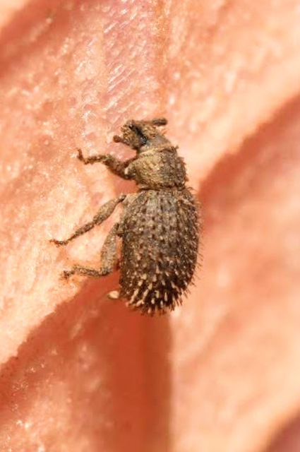 Cathormiocerus aristatus - szálkás éjiormányos