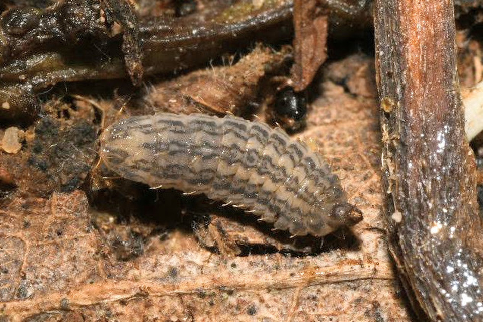 Chloromyia