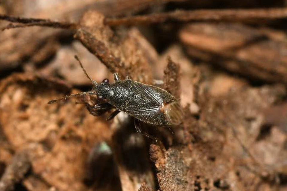 Stygnocoris rusticus - rövidszárnyú kisbodobács