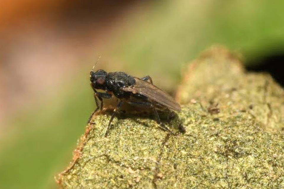 Ischiolepta
