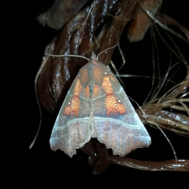 Scoliopteryx libatrix - vörös csipkésbagoly