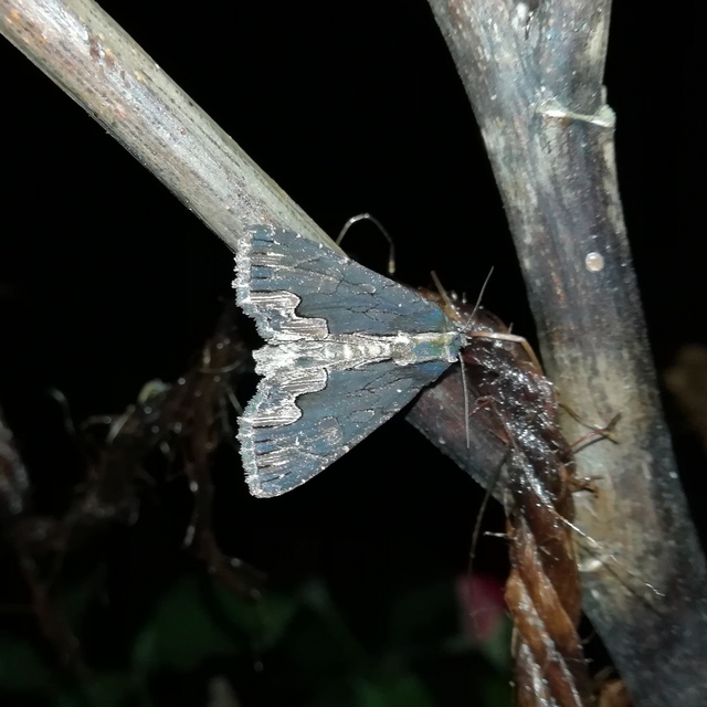 Dypterygia scabriuscula - szurokbarna nyáribagoly