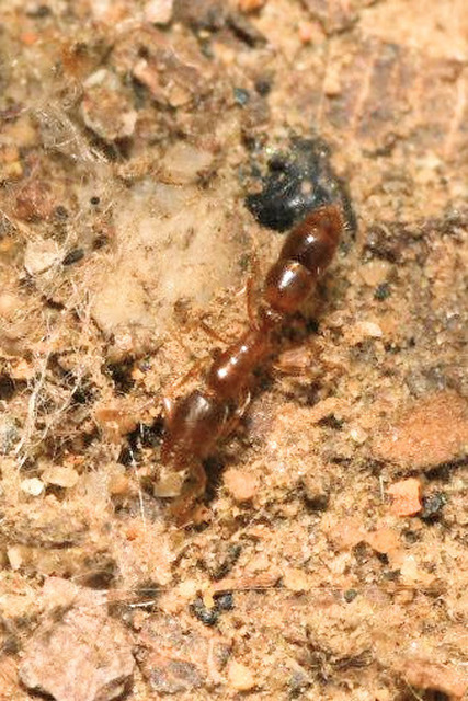 Cryptopone ochracea - sárga vakondhangya