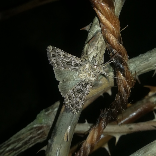 Heliophobus reticulata - fehéreres kertibagoly