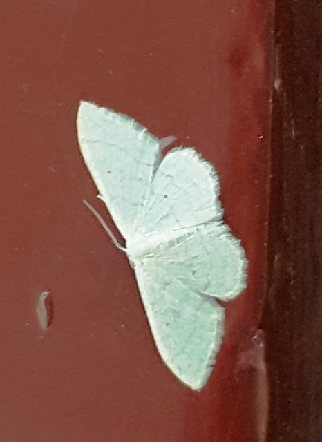 Idaea straminata - szalmasárga sávosaraszoló