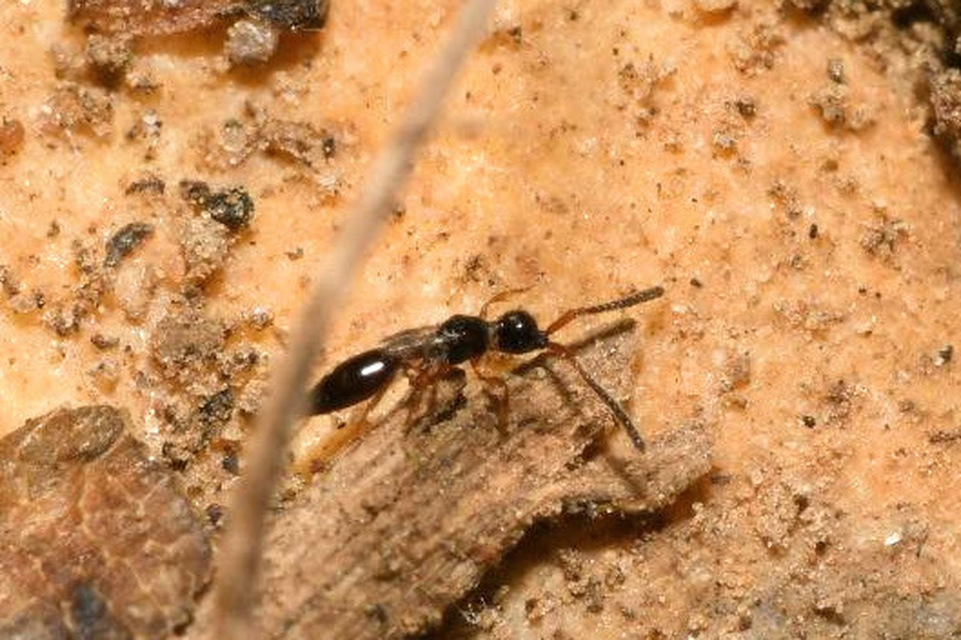 Synacra