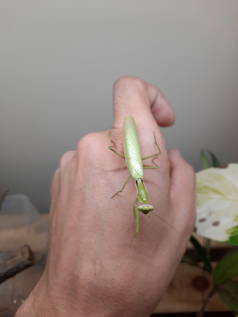 Hierodula tenuidentata - óriás ázsiai imádkozósáska