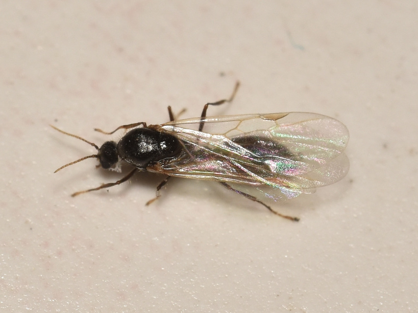 Solenopsis fugax - tolvajhangya
