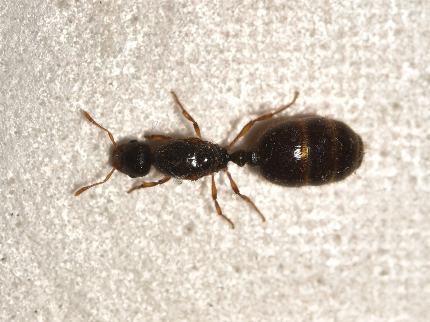 Solenopsis fugax - tolvajhangya