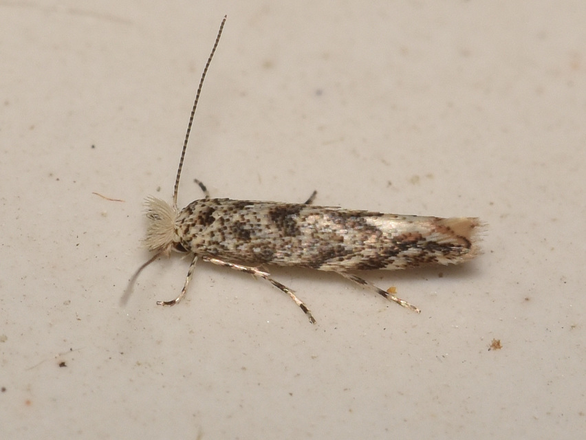 Phyllonorycter comparella - fehérnyár-sátorosmoly