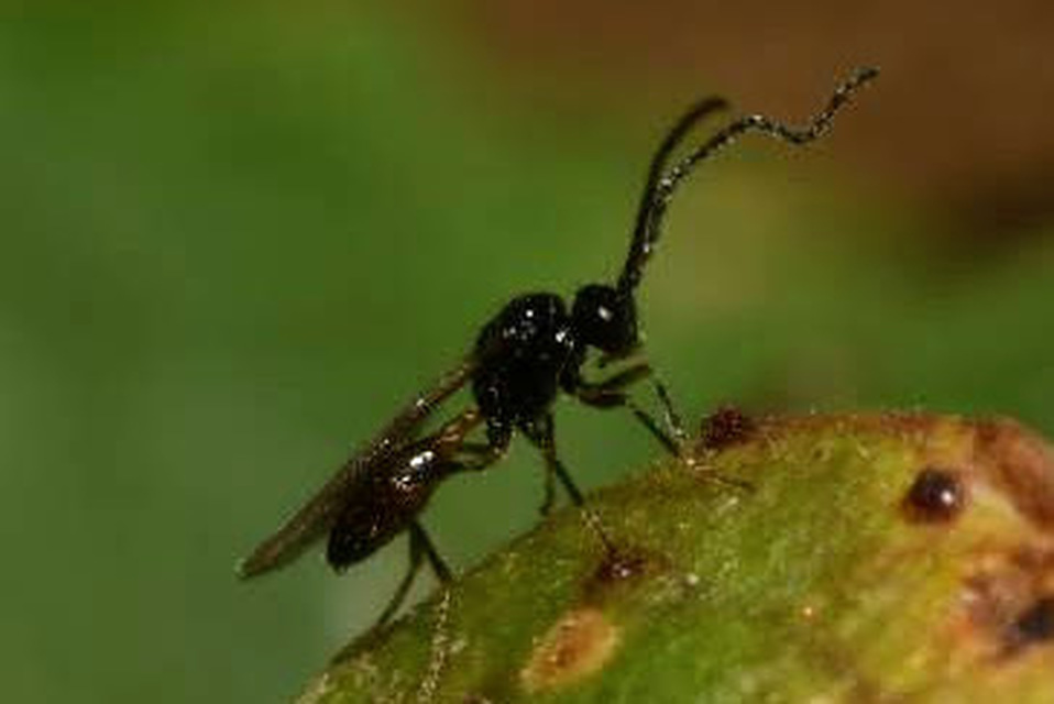 Aphidiidae