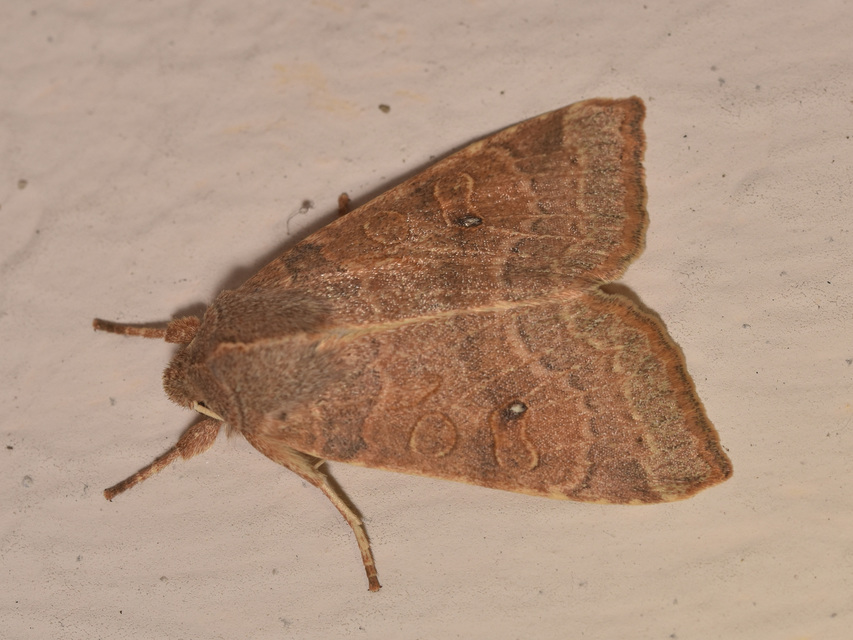 Cirrhia ocellaris - fakó sárgabagoly