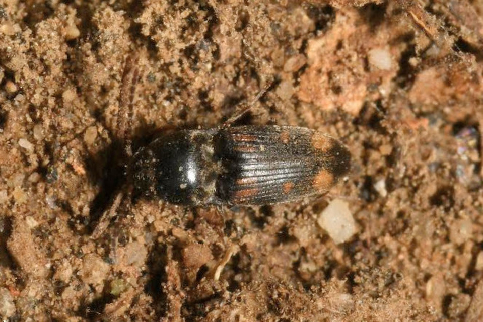 Drasterius bimaculatus - változékony pattanó