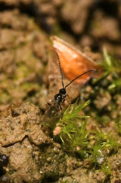 Diapriidae - szénfényű törpefürkészek