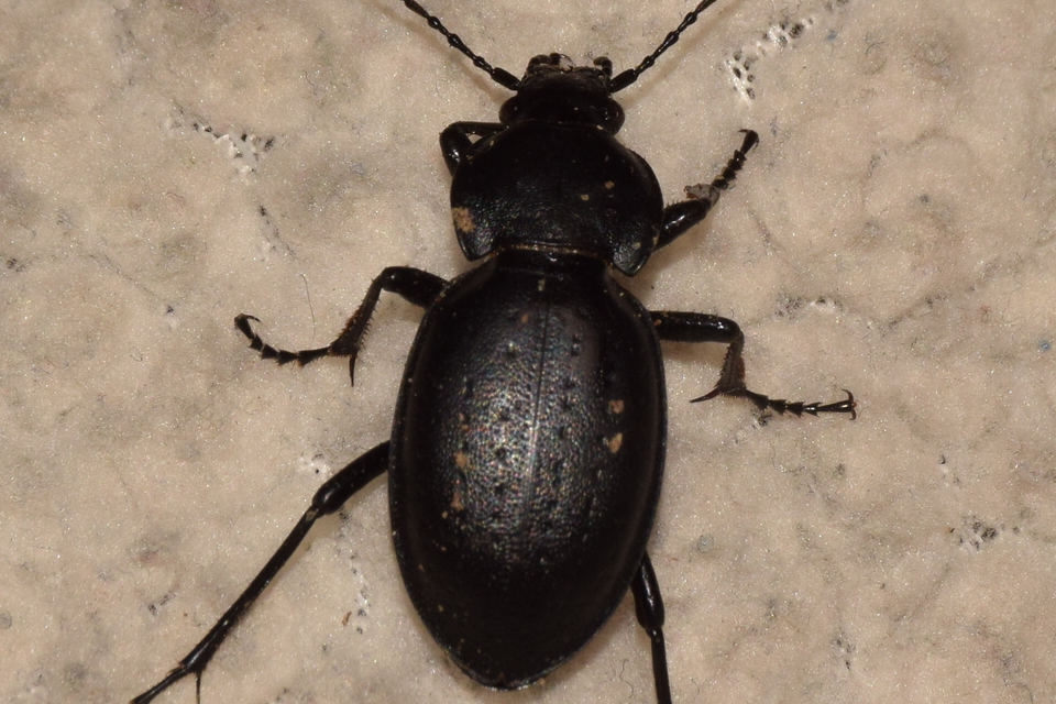 Carabus hungaricus - magyar futrinka
