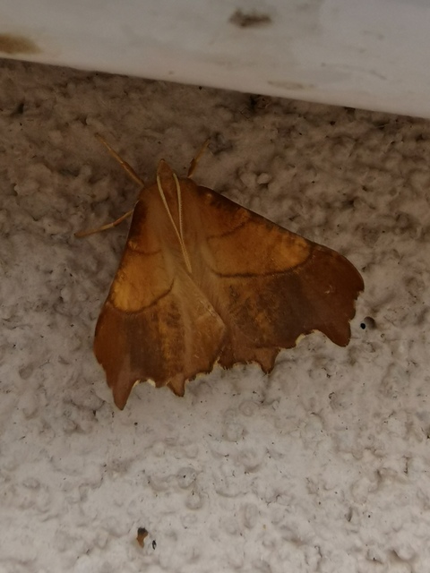 Ennomos fuscantaria - kőris-levélaraszoló