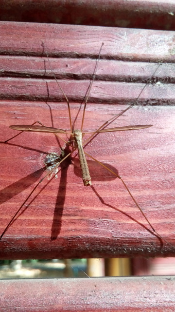 Tipula