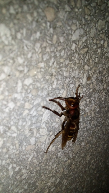 Vespa crabro - lódarázs
