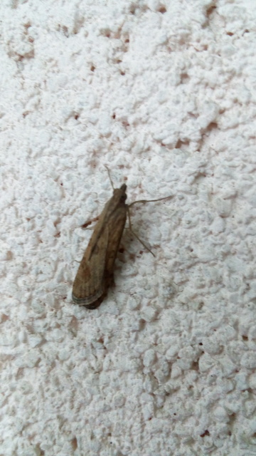 Nomophila noctuella - közönséges vándormoly