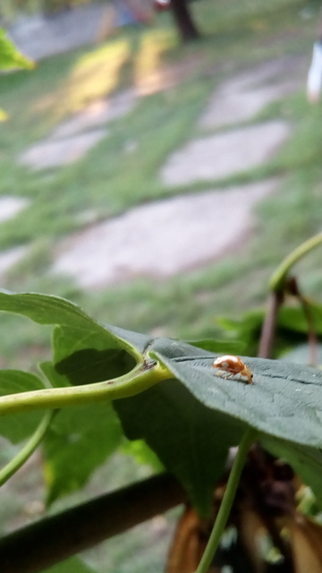 Vibidia duodecimguttata - tizenkétcseppes füsskata