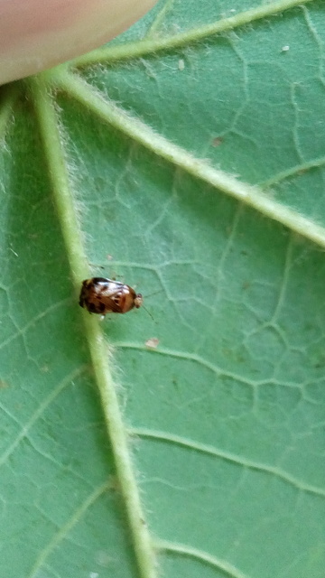 Deraeocoris lutescens - sárgás mezeipoloska