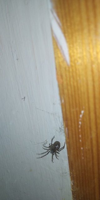 Steatoda bipunctata - kétpettyes faggyúpók